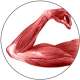 logo_muscle72